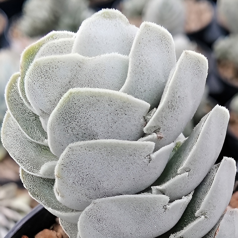 Крассула Айвори Пагода (Crassula Ivory Pagoda) D5см