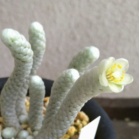Авония Папирацея, или Бумагоподобная (Avonia Papyracea) D8,5см