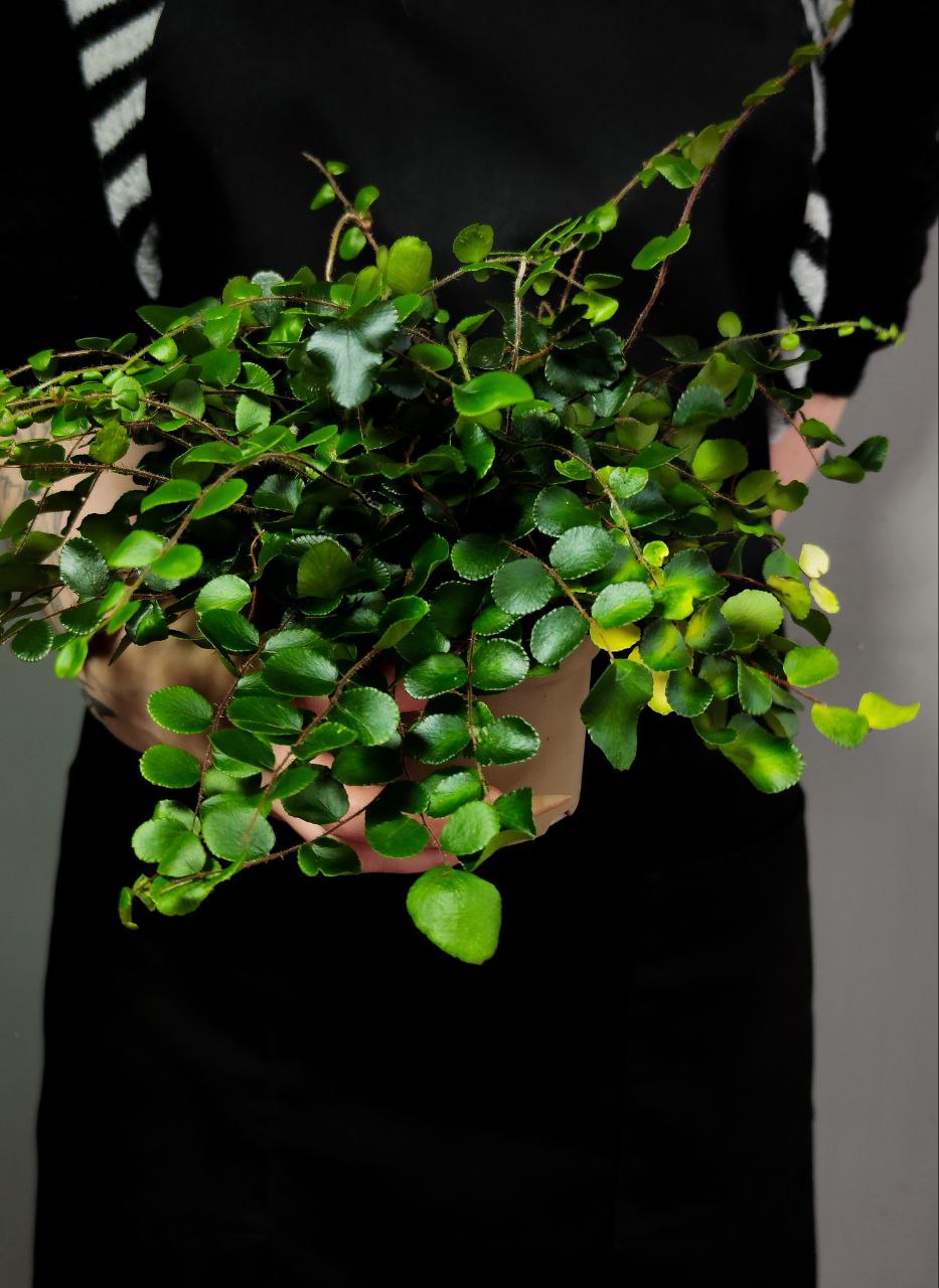 Пеллея Ротундифолия (Pellaea Rotundifolia) D9см