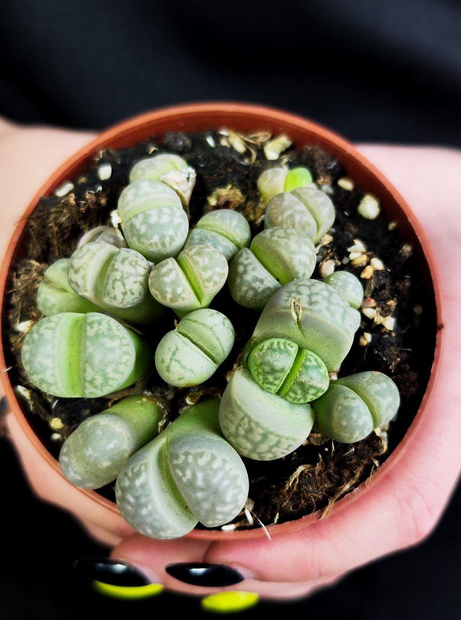 Литопсы Грин (Lithops Green Group) D8см