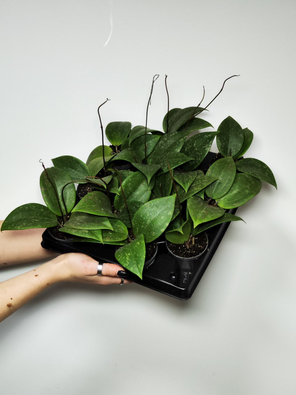 Хойя Виберджи (Hoya Wibergiae) D6см