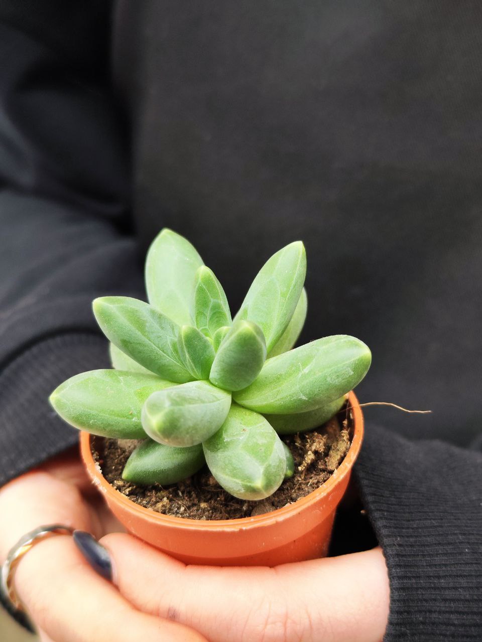 Пахифитум Фиткай Грин (Pachyphytum Fitkai Green) D5см
