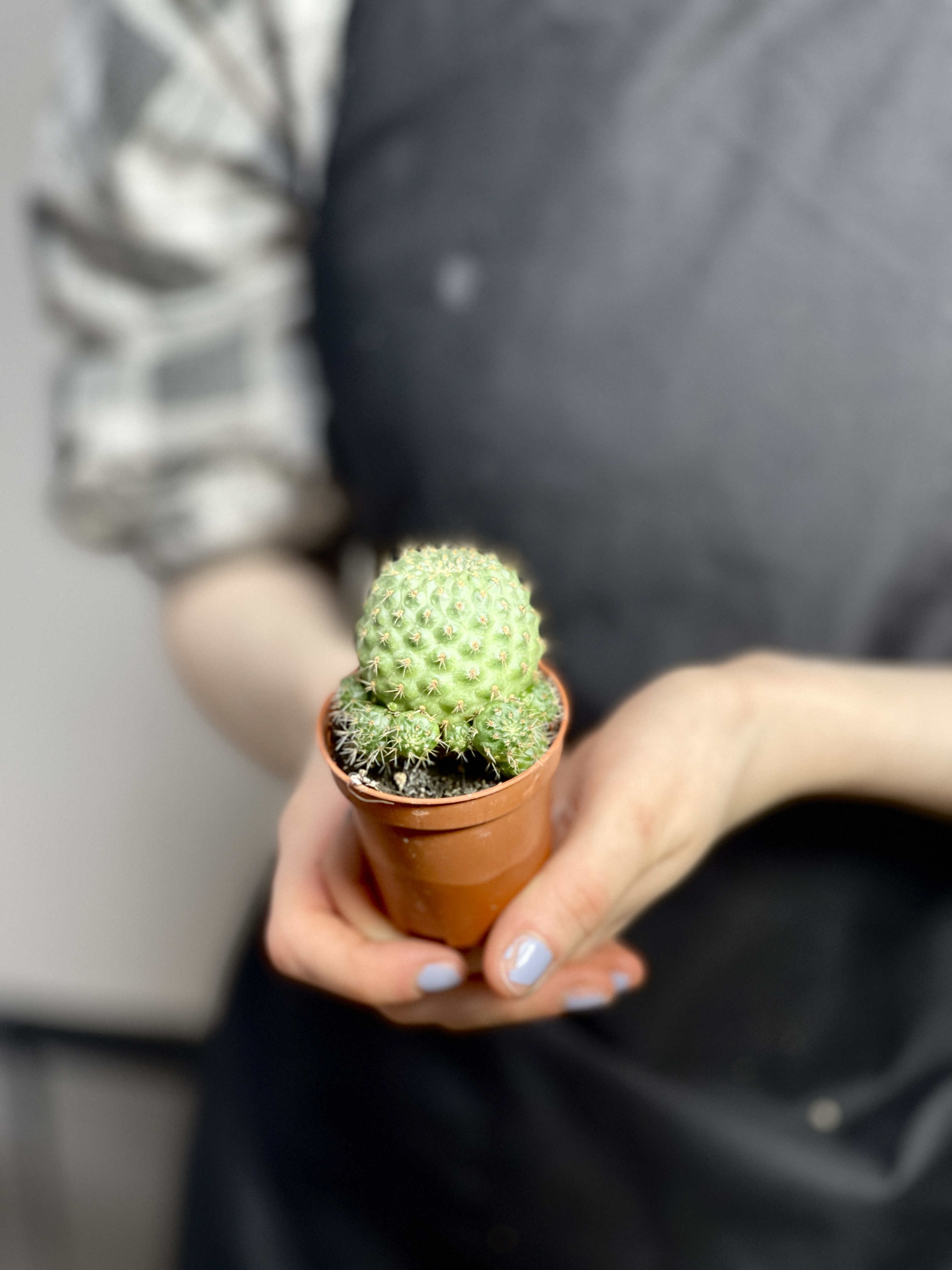 Ребуция Нитида (Rebutia Nitida) D5см