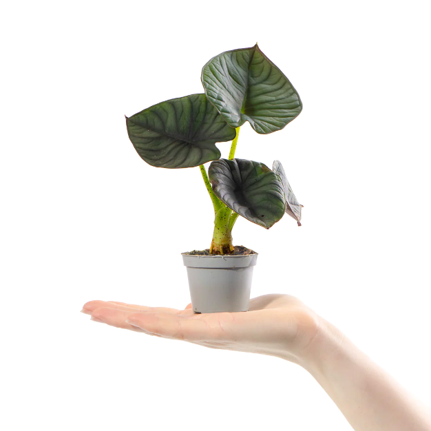 Алоказия Сильвер Небула (Alocasia Silver Nebula) D6см