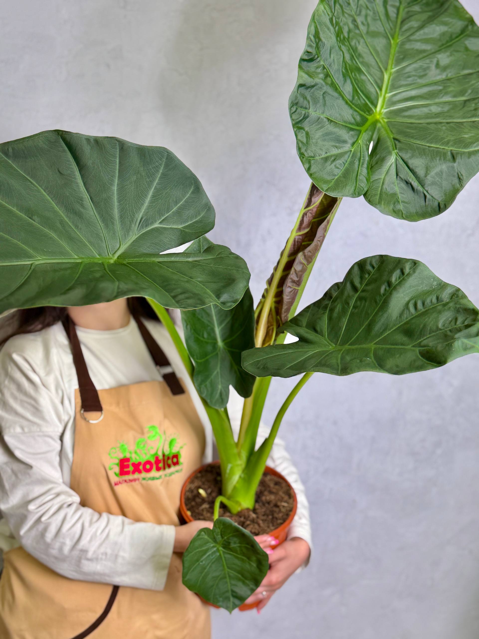 Алоказия Регал Шилдс (Alocasia Regal Shields) D21см