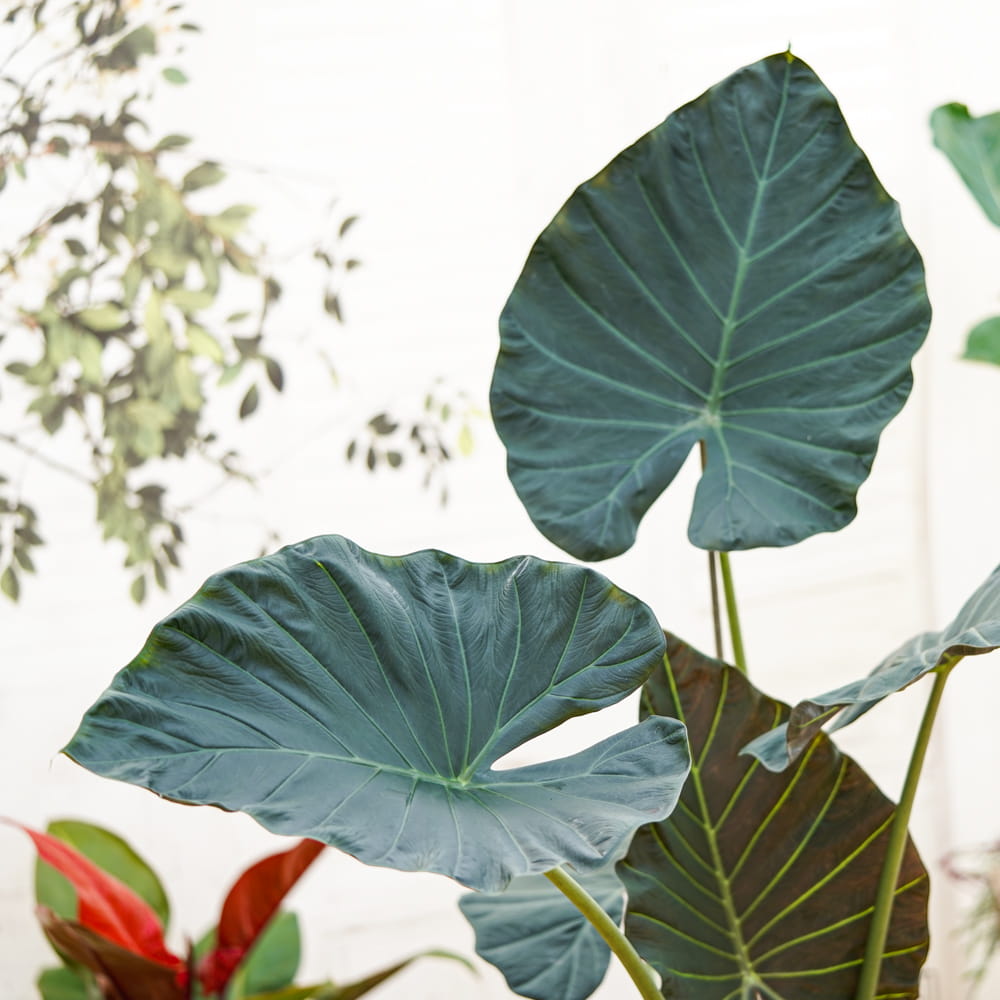 Алоказия Регал Шилдс (Alocasia ‘Regal Shields) D12см