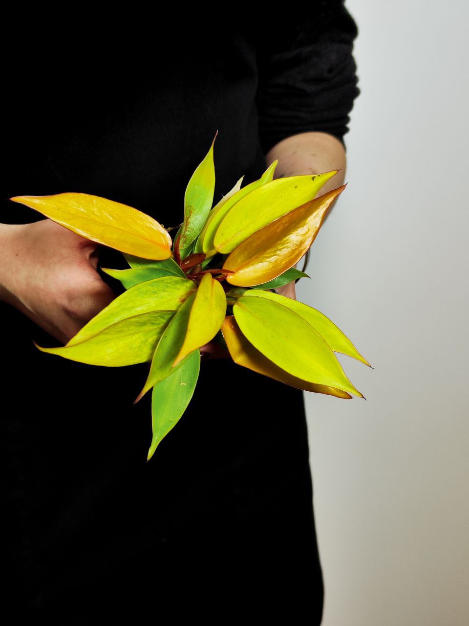 Филодендрон Черри Ред (Philodendron Cherry Red) D6см
