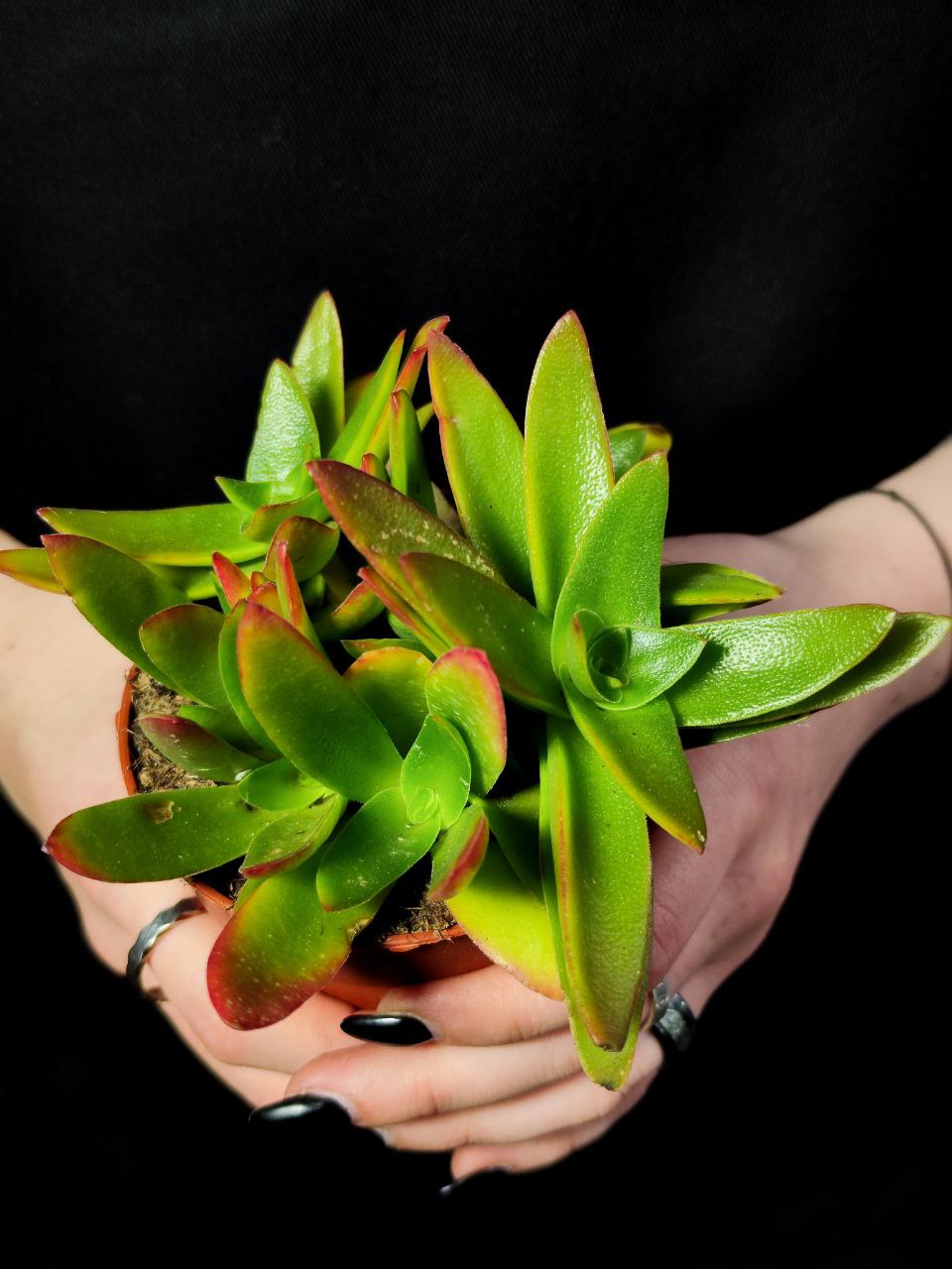 Крассула Капителла Кэмпфайер Ред (Crassula Capitella Campfire Red) D8,5см