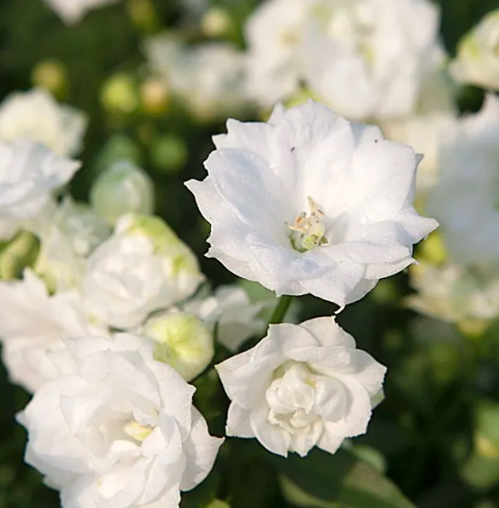 Кампанула Лайк Ми Вайт (Campanula Like Mee White) D10см