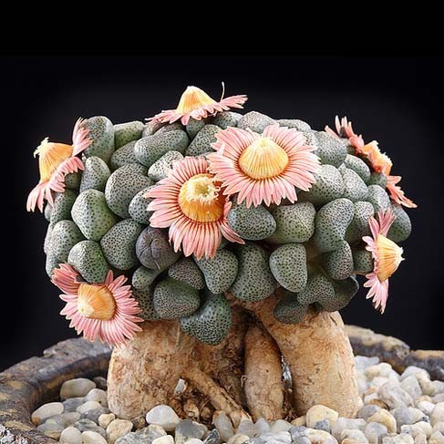 Алоинопсис Шунеса (Aloinopsis Schooneesii) D8,5см