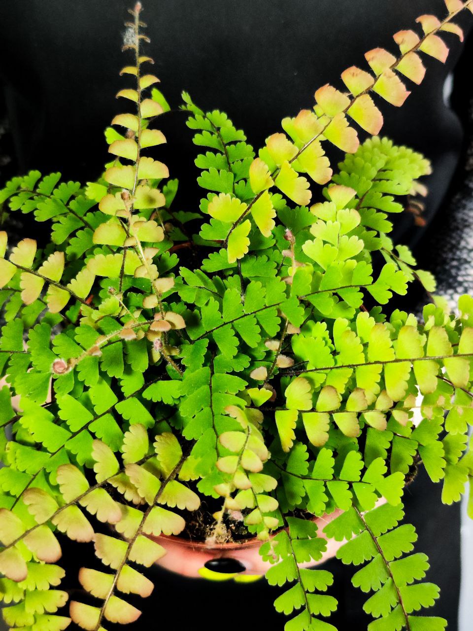 Папоротник Адиантум Хвостатый (Adiantum Caudatum) D12см