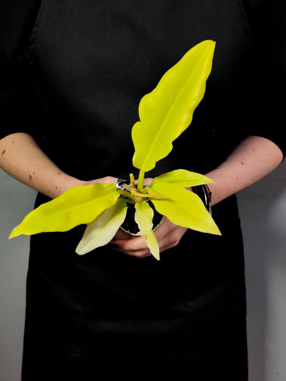 Филодендрон Голден Сворд (Philodendron Golden Sword) D6см