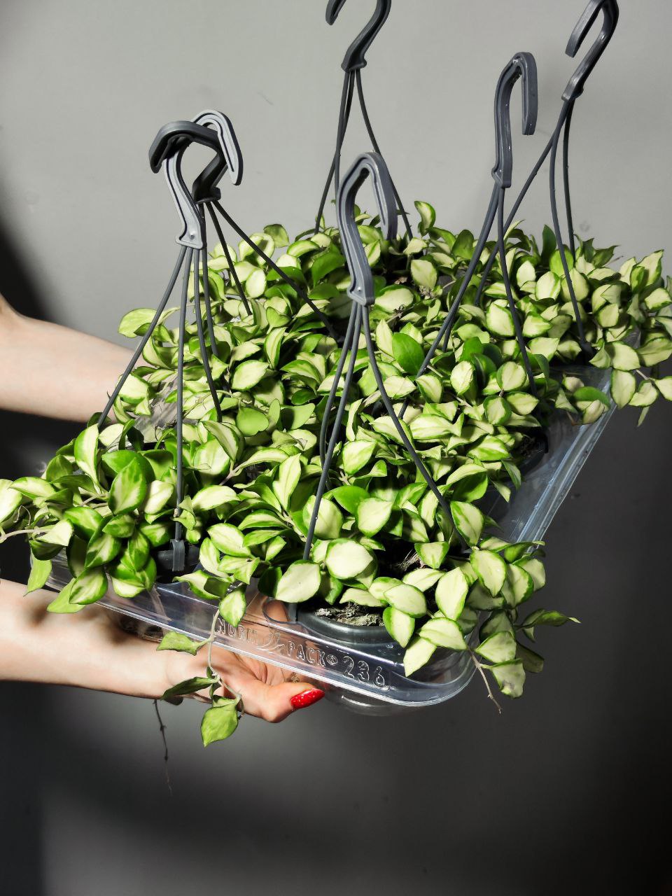Хойя Хешкелиана Вариегатная (Hoya Heuschkeliana Variagata) D10см
