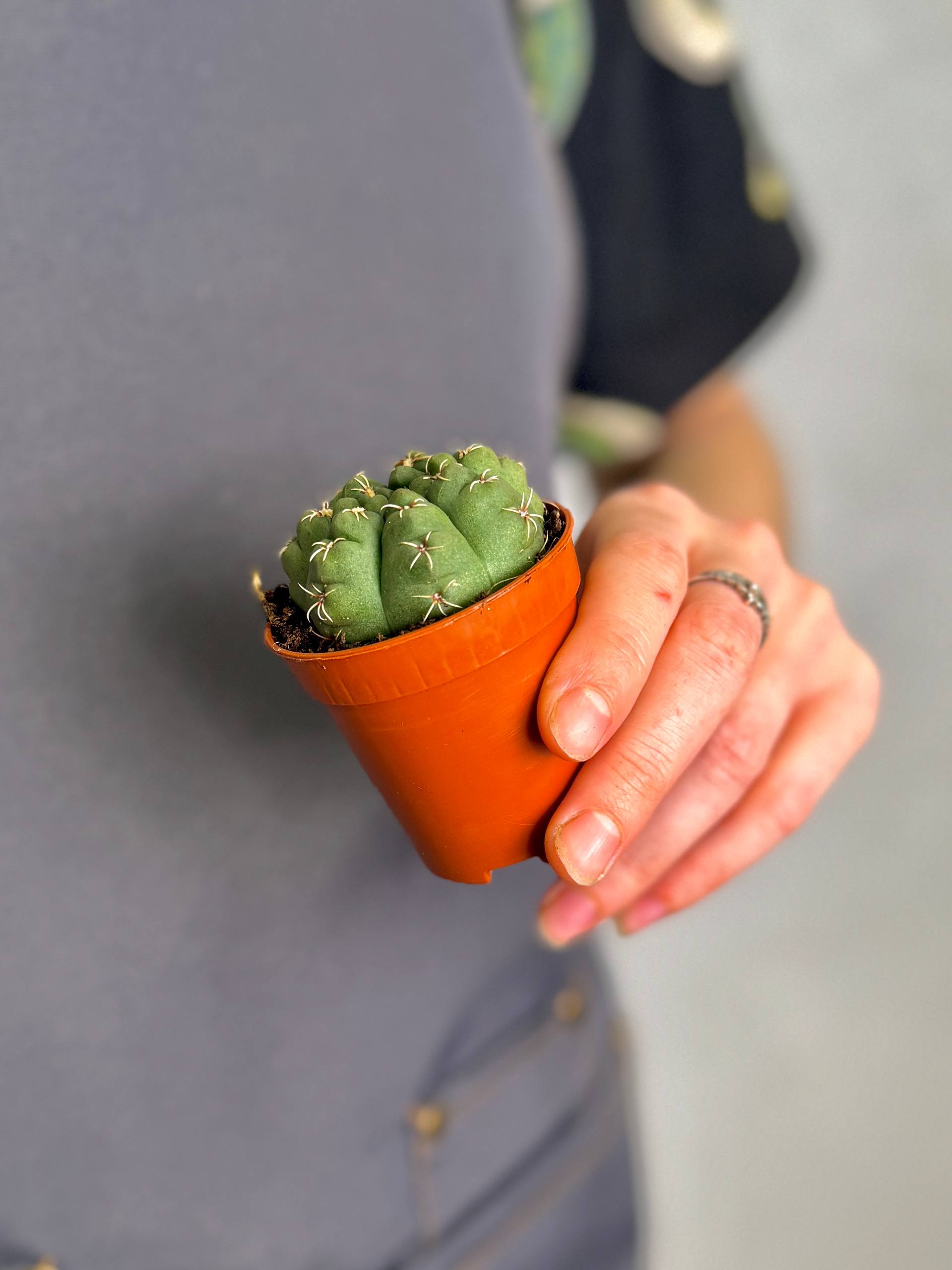 Кактус Гимнокалициум Саглионис (Gymnocalycium Saglionis) D5см