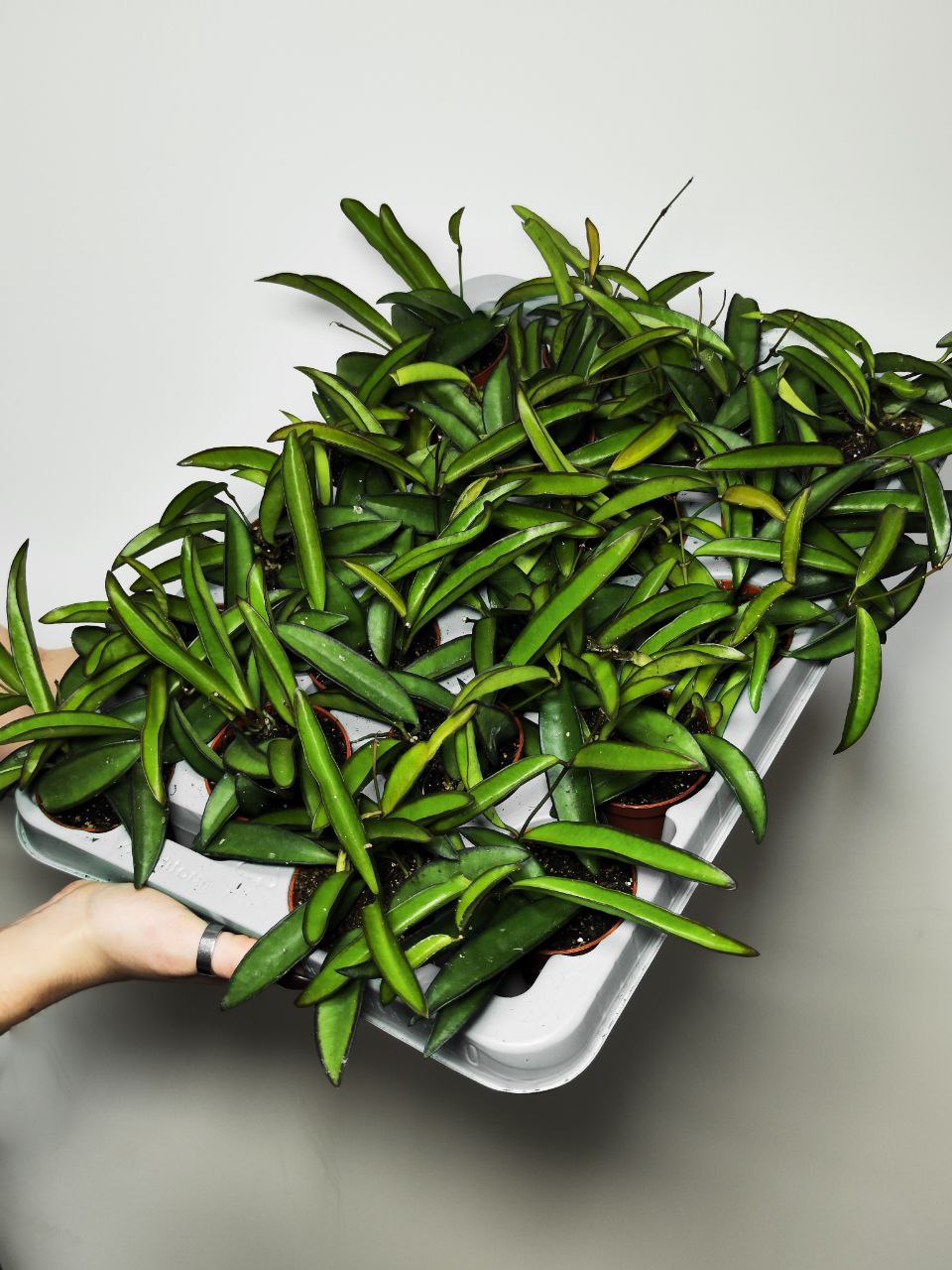 Хойя Вайети Грин (Hoya Wayetii Green) D6см