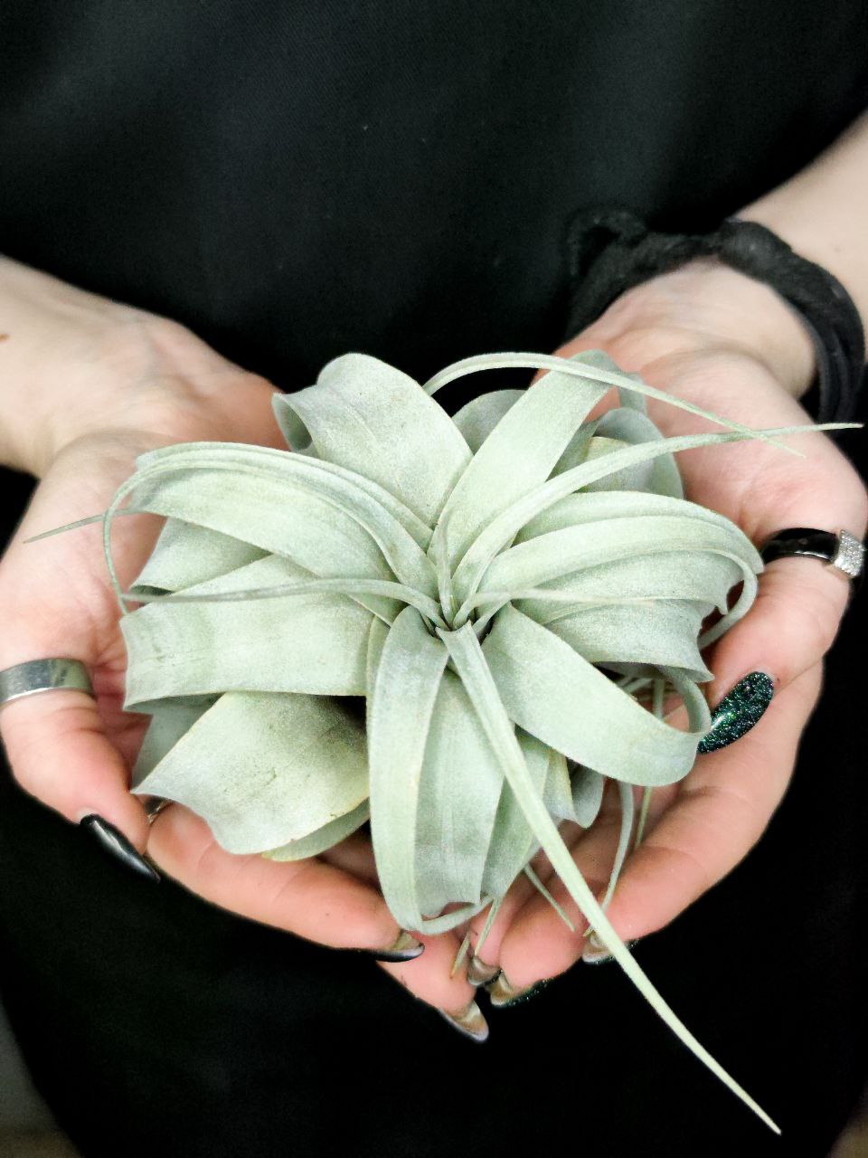 Тилландсия Ксерографика (Tillandsia Xerographica)