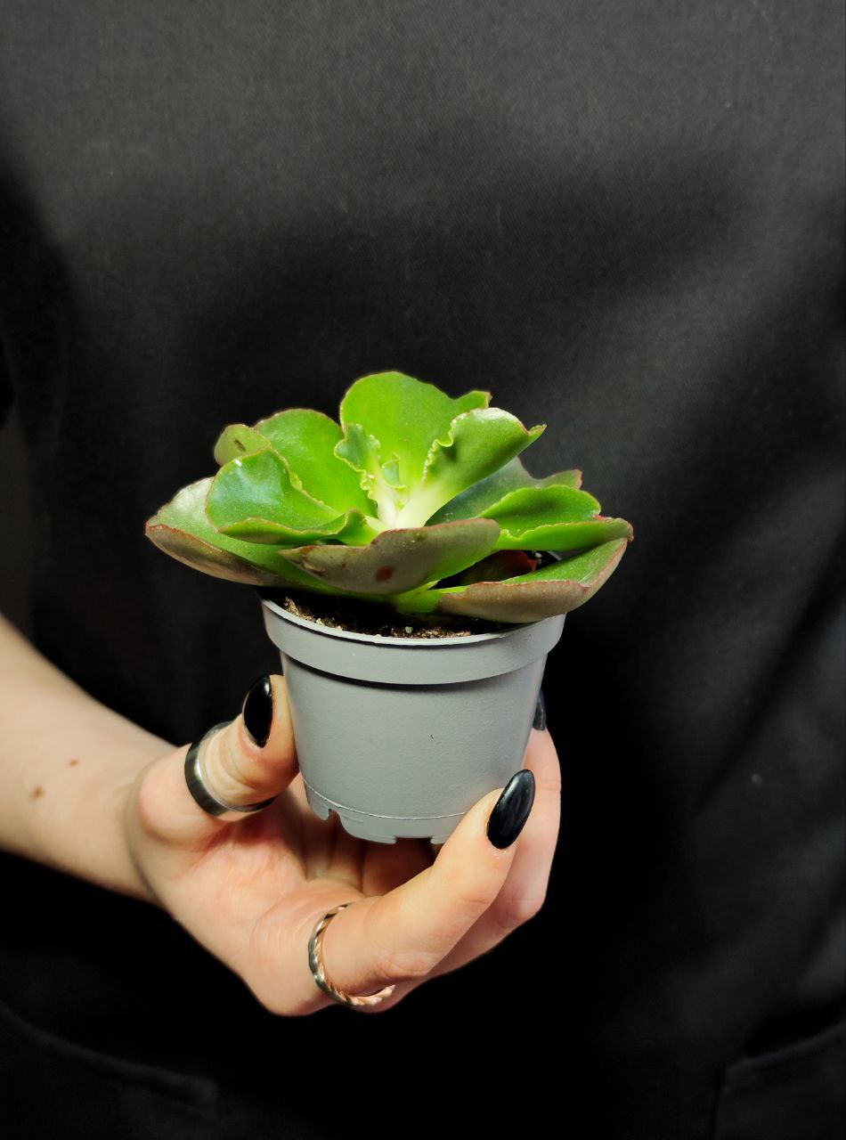 Эхеверия Курли Ред (Echeveria Curly Red) D5см