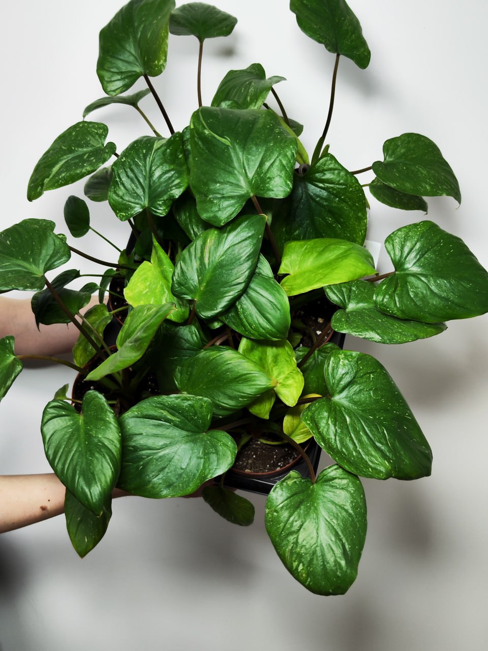 Хомаломена Рубесценс Вариегатная (Homalomena Rubescens White Variegated) D12см