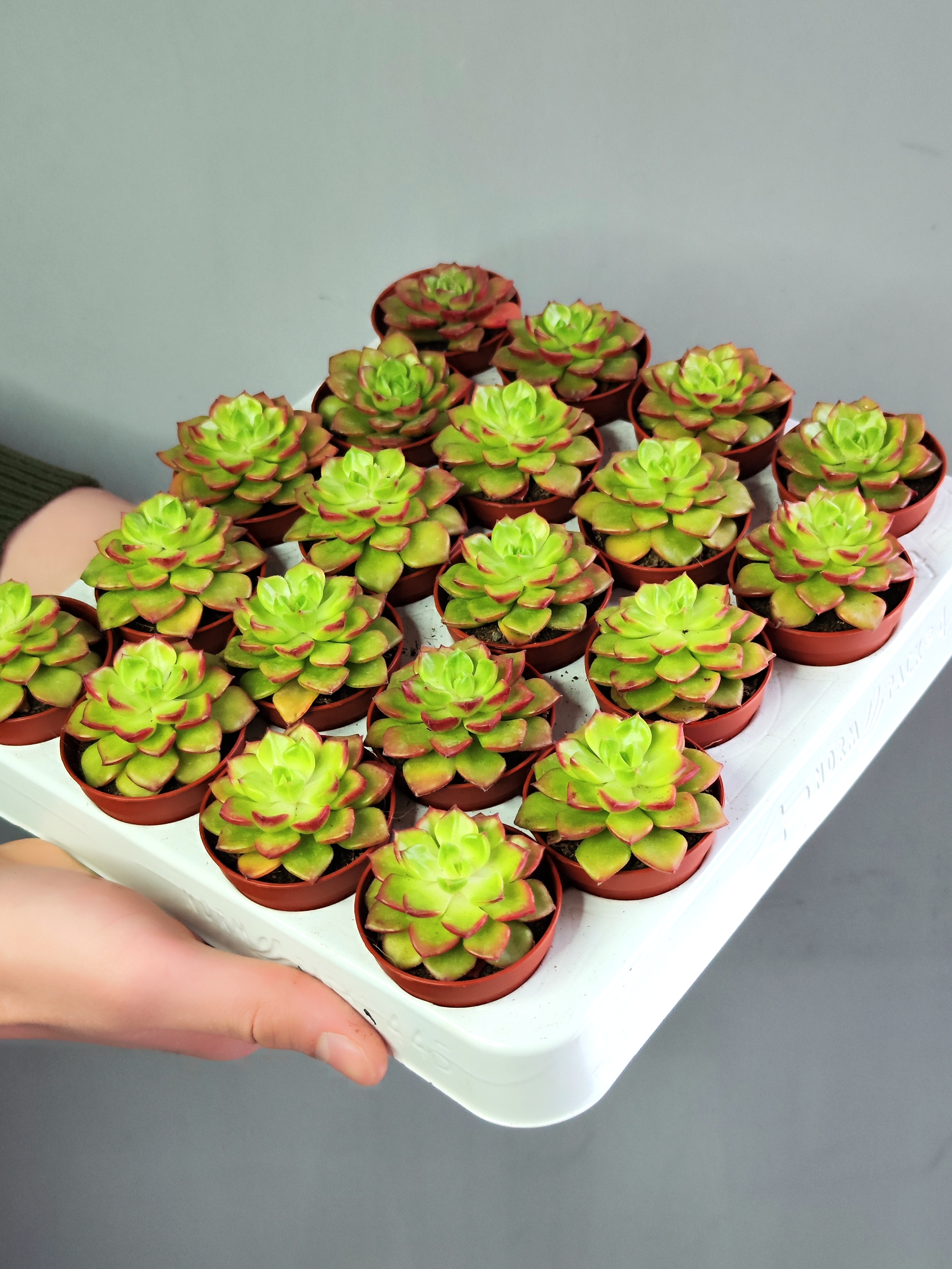 Эхеверия Аффинис Ред (Echeveria Affinis Red) D5см