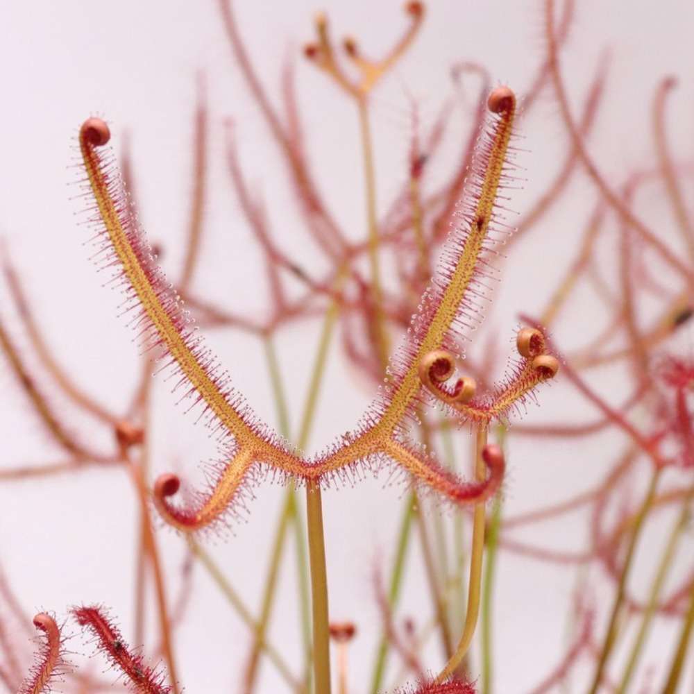 Семена Росянки Бината Мультифида (Drosera binata var. multifida Extrema) от 25шт
