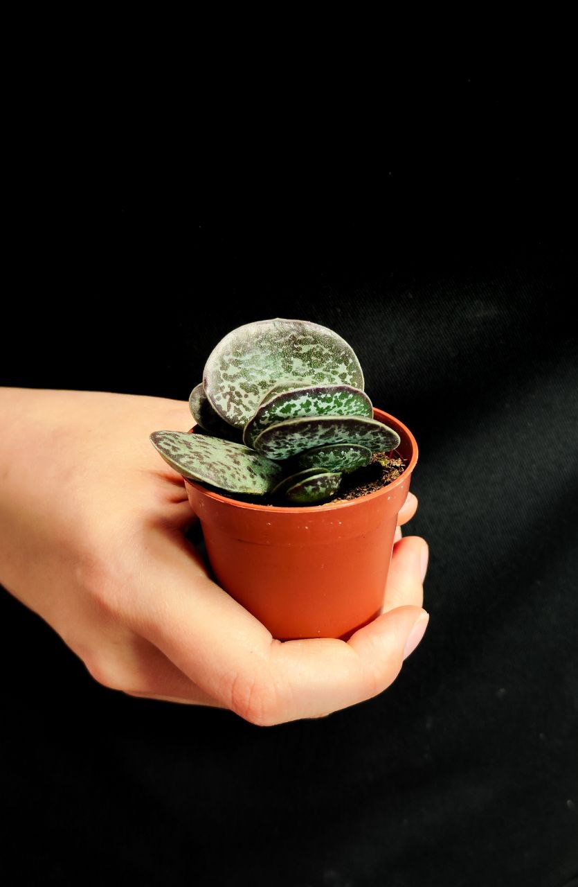 Адромискус Макулатус (Adromischus Maculatus) D5см