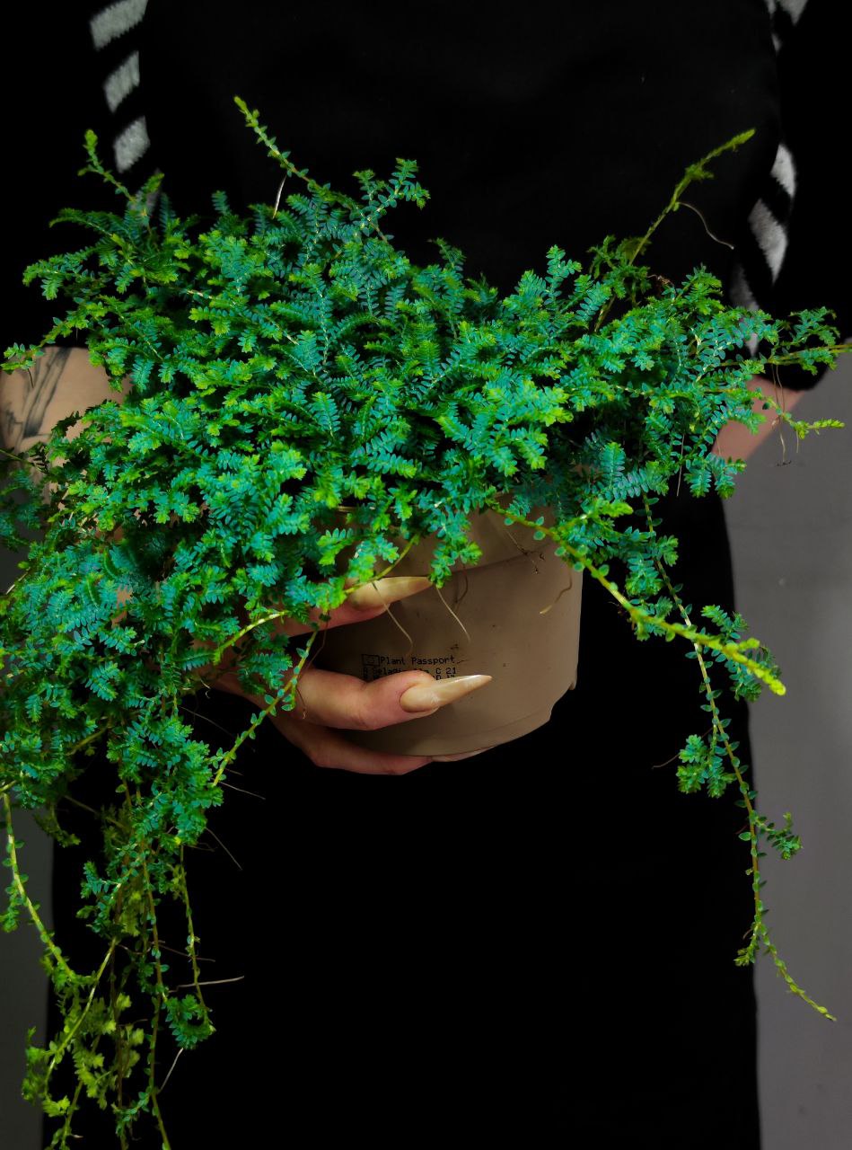 Селагинелла Пикок (Selaginella Peacock) D12см