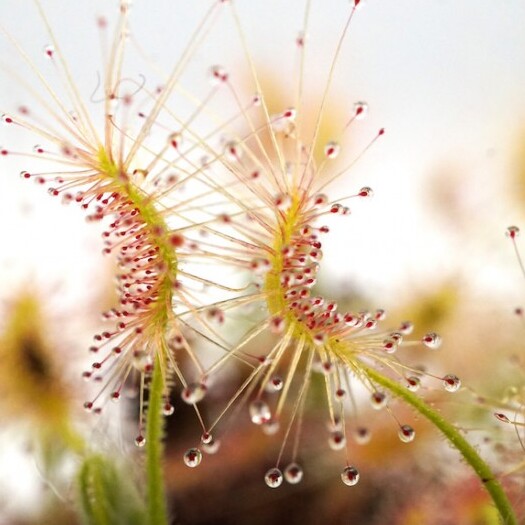Росянка Скорпион (Drosera Scorpioides) D9см