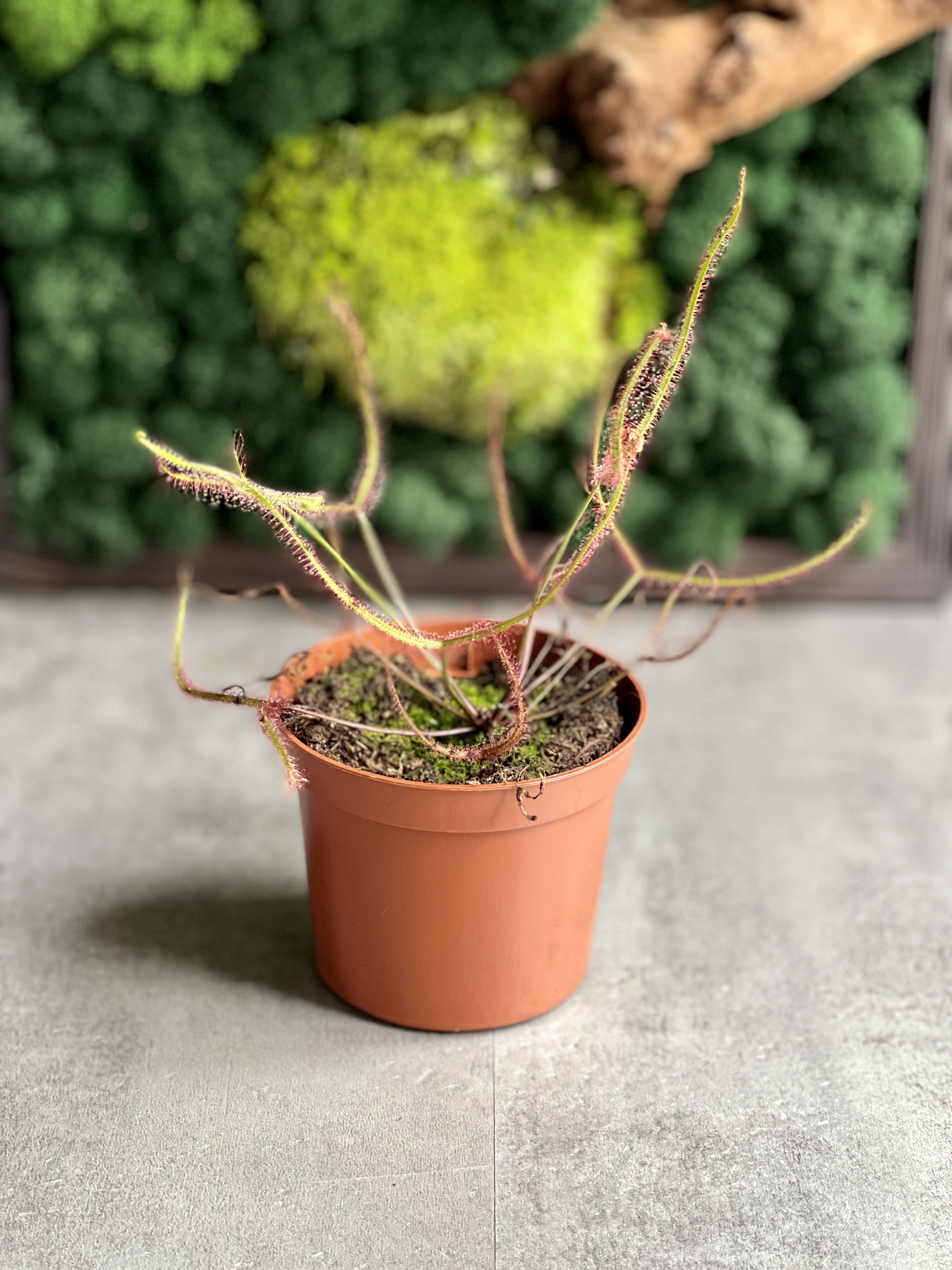 Росянка Бината (Drosera Binata) D9см
