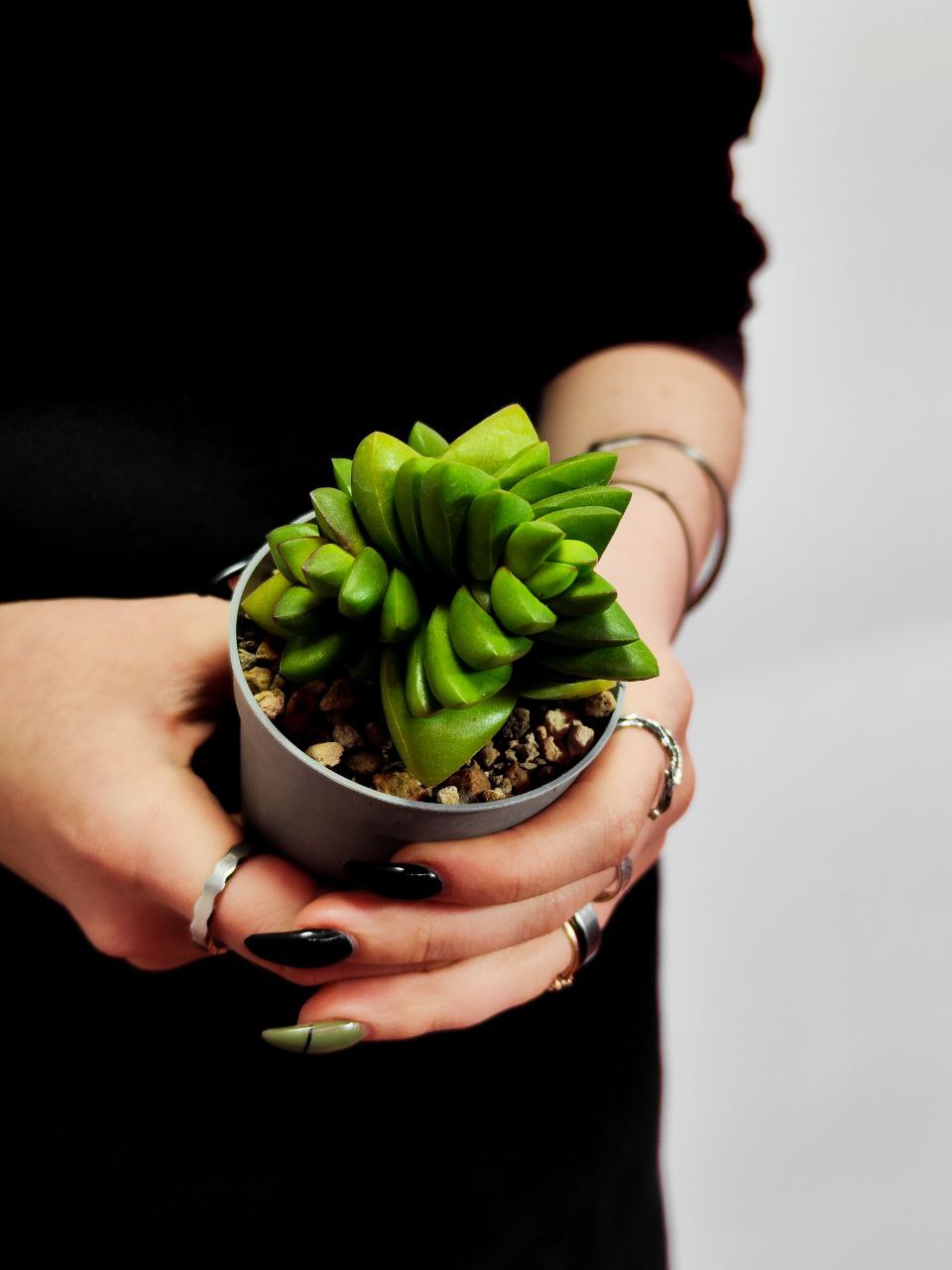 Крассула Бенджамин (Crassula Benjamin) D6,5см
