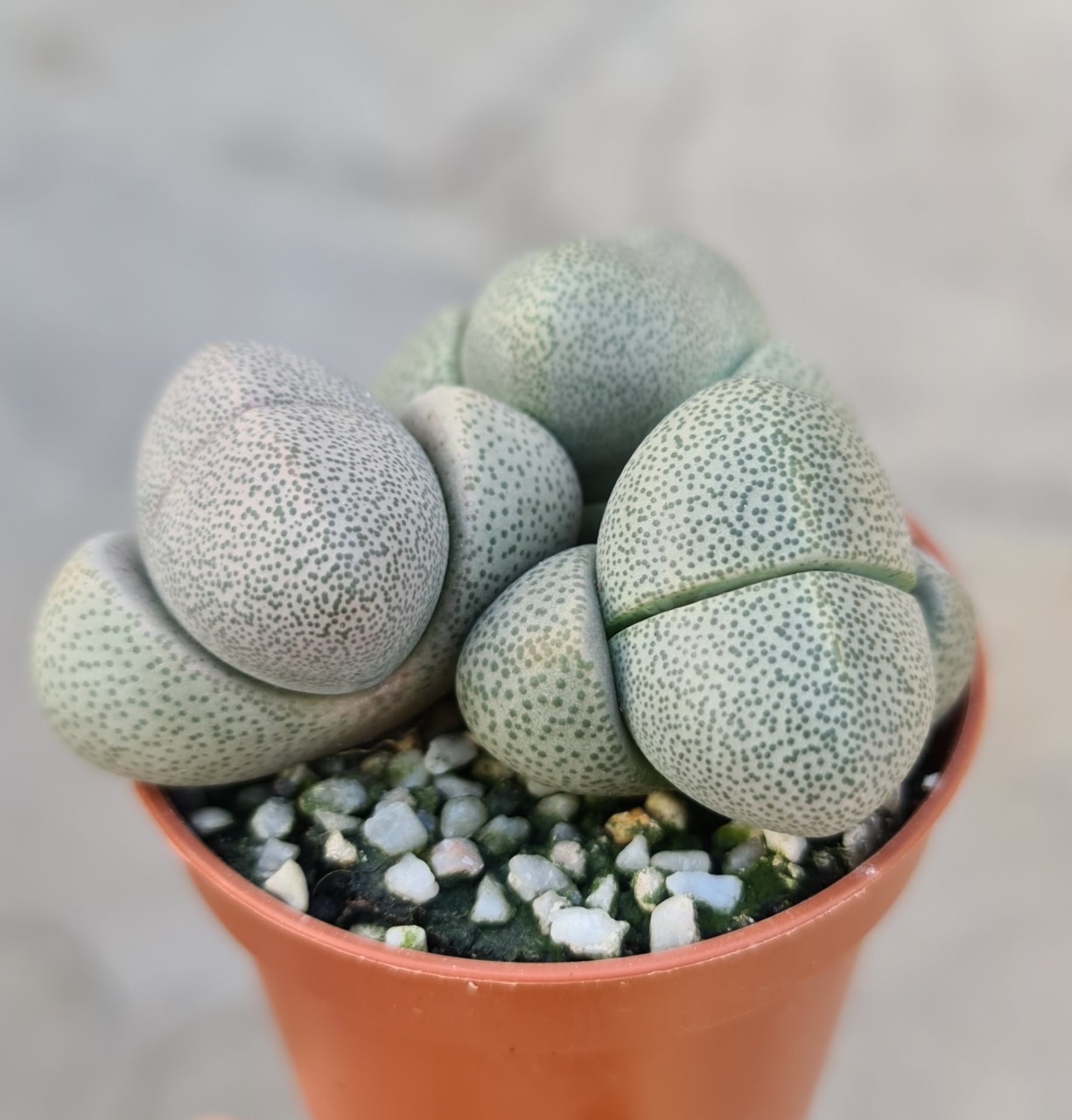 Плейоспилос Нелли Грин (Pleiospilos Nelii Green) D5см
