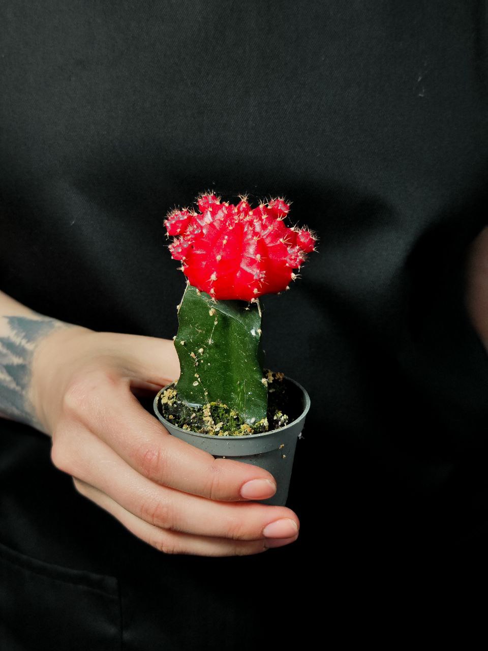 Кактус Гимнокалициум Михановича Красный (Gymnocalycium Mihanovichii Red) D5см