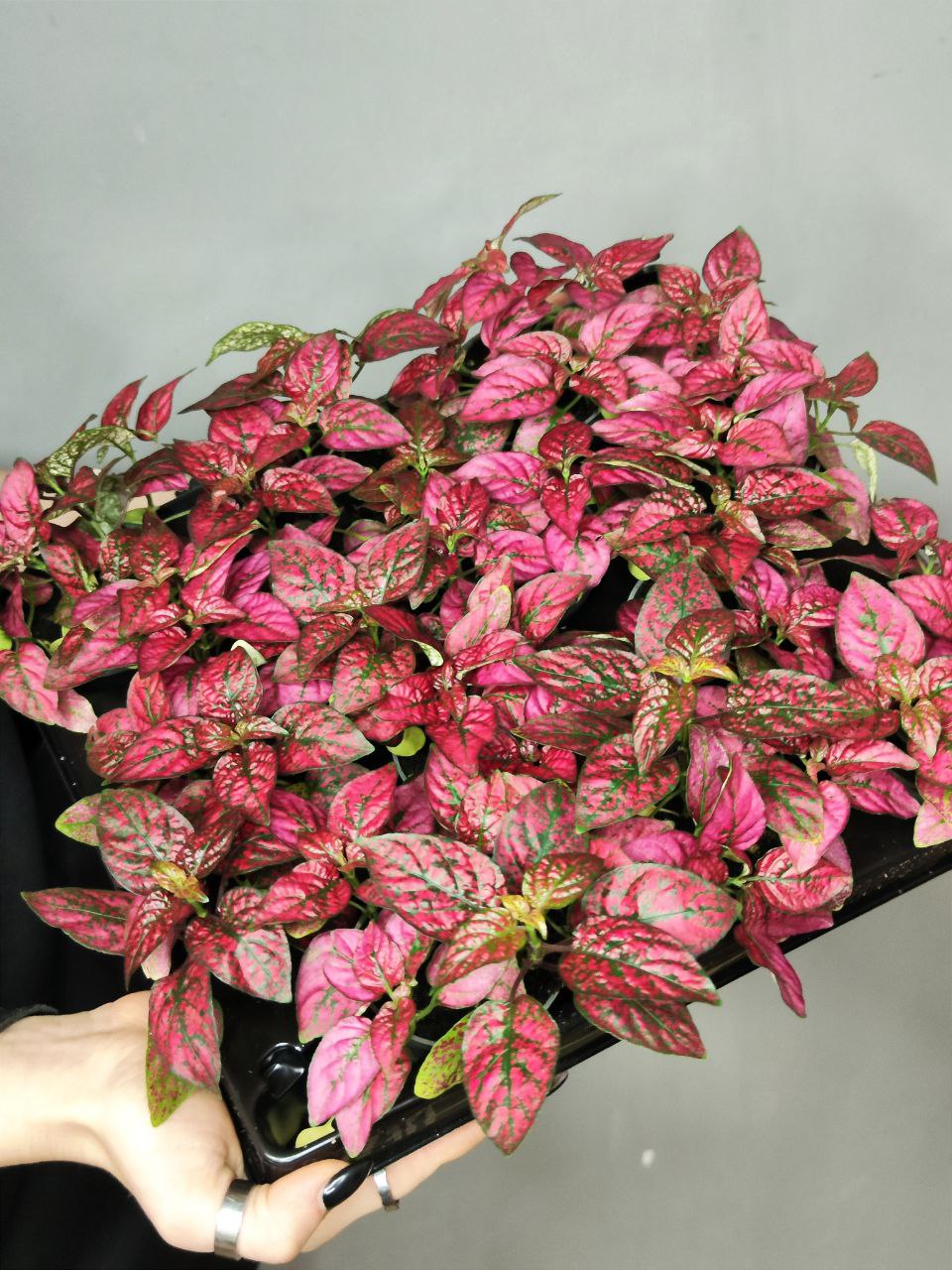 Гипоэстес Листоколосковый Ред (Hypoestes Phyllostachya Red) D6см