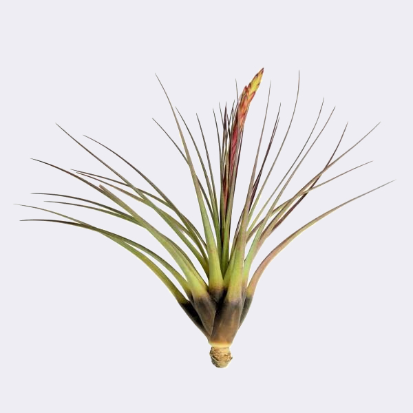 Тилландсия Меланократер Ред (Tillandsia Melanocrater Red)