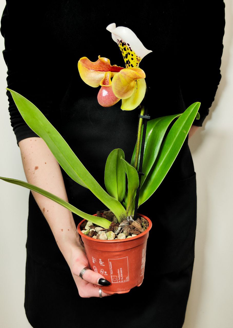 Пафиопедилум Американский Гибрид (Paphiopedilum American Hybrid) D12см