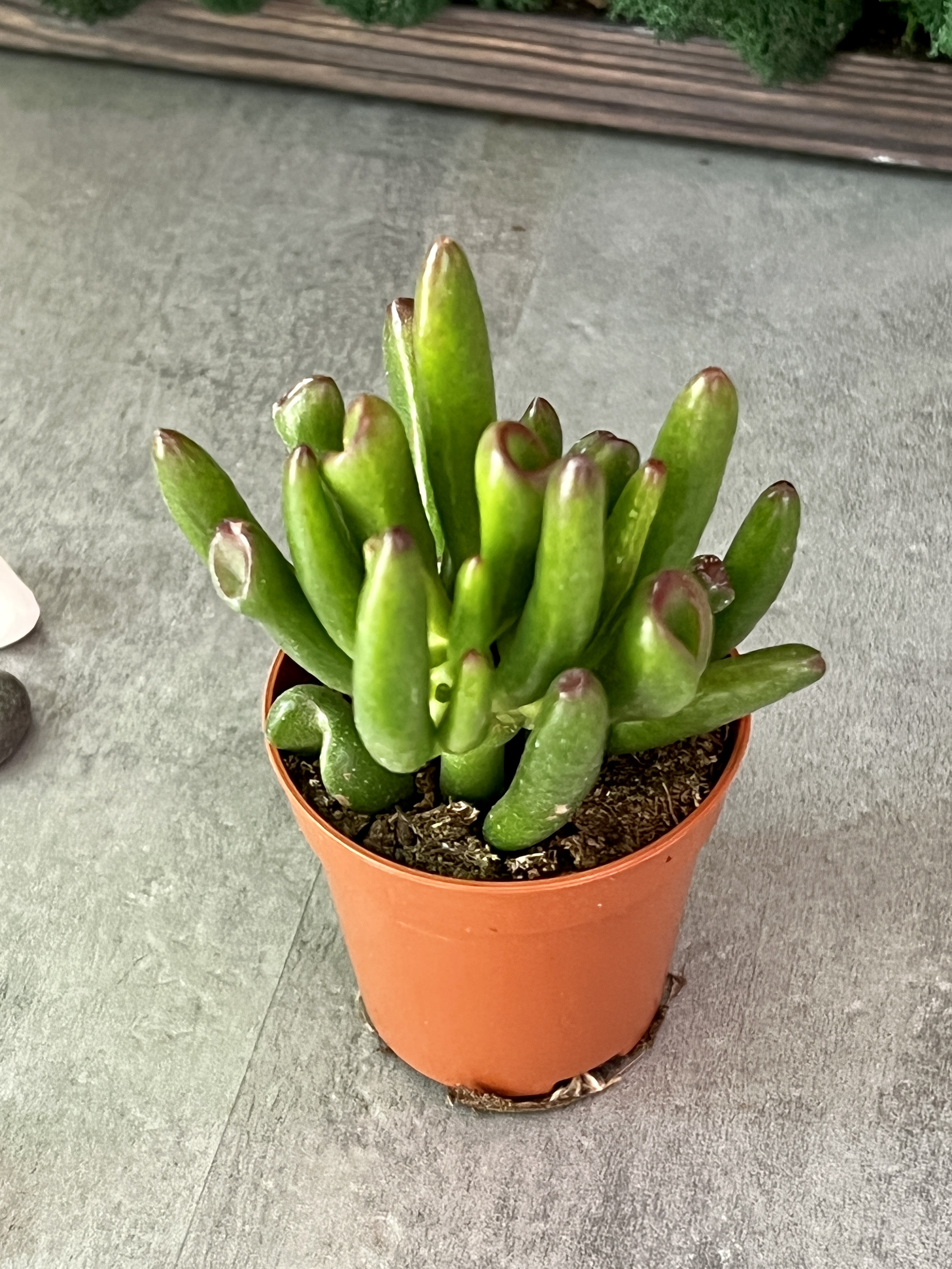 Крассула Корал (Crassula Coral) D5см