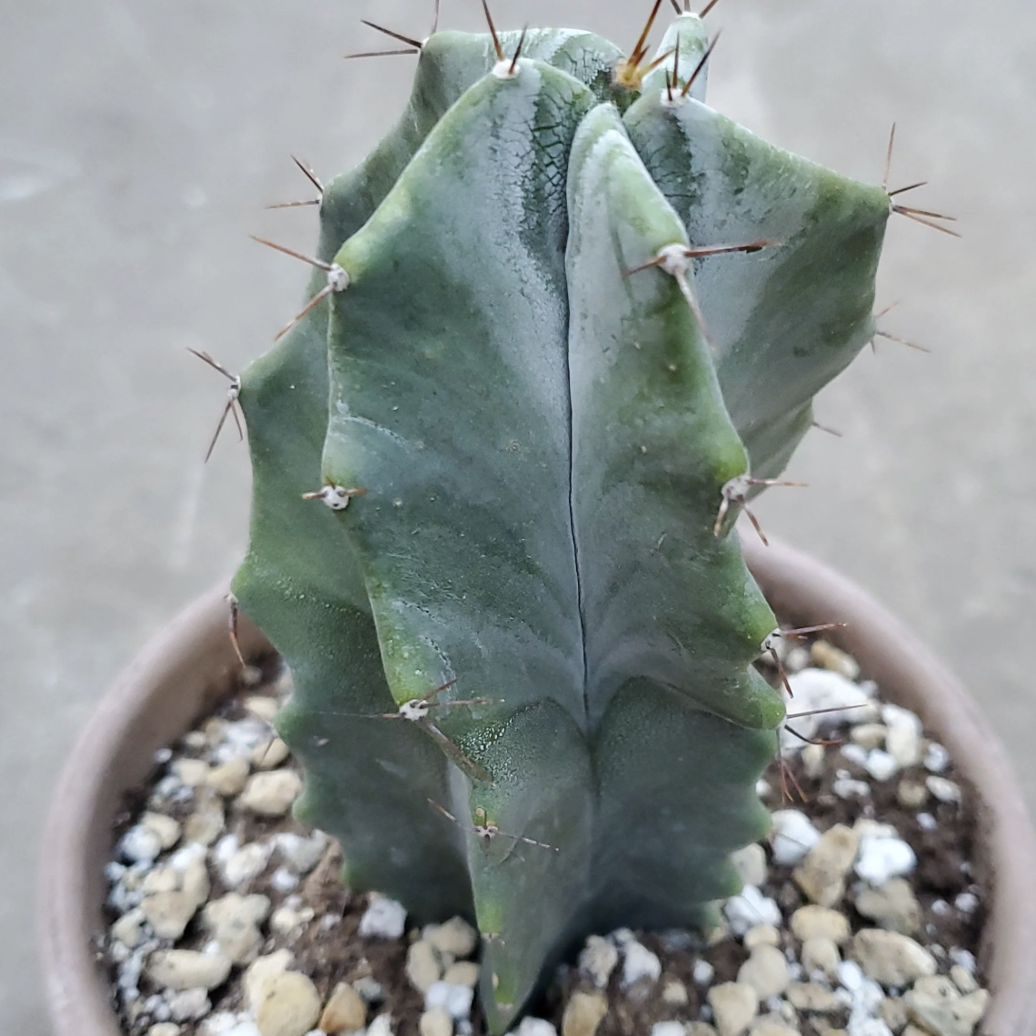 Кактус Лемэроцереус Спиралевидный (Cactus Lemaireocereus Spiral) D5см