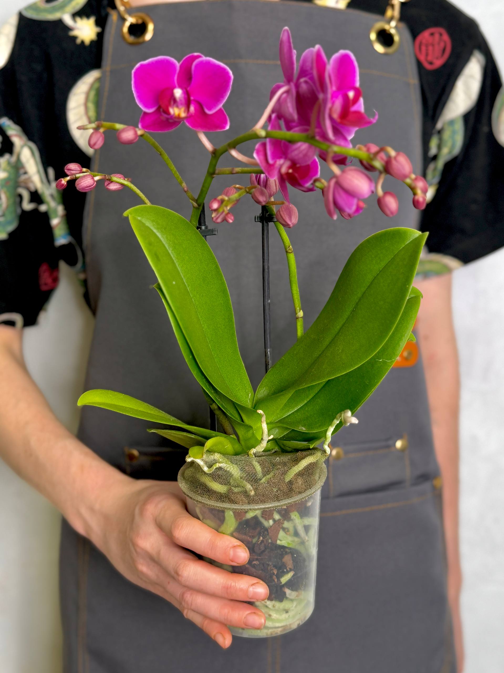 Орхидея Фаленопсис Мини Темно - Фиолетовая (Phalaenopsis Multiflora Dark Purple) D9см