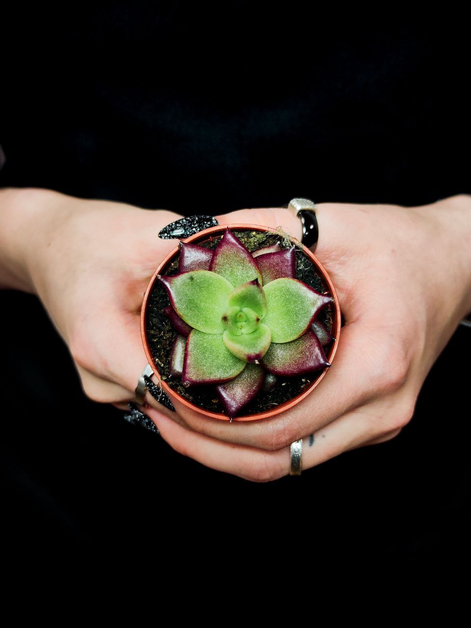 Эхеверия Агавовидная Ромео (Echeveria Agavoides Romeo) D5см