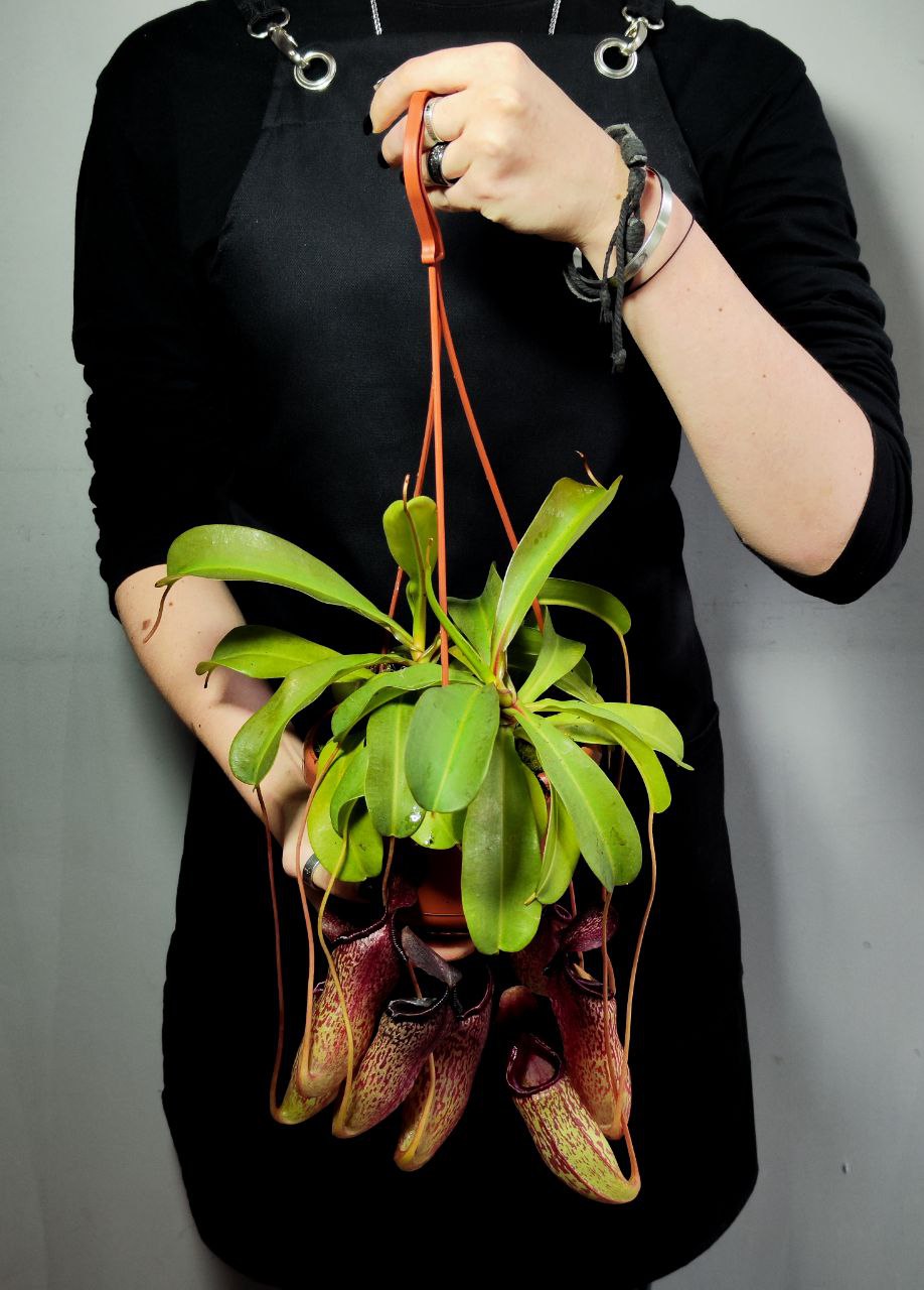 Непентес Сэм (Nepenthes Sam) D14см
