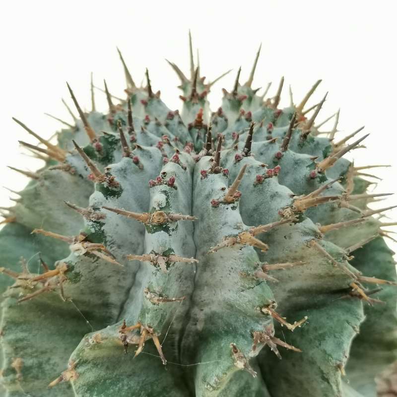 Эуфорбия (Молочай) Хоррида (Euphorbia Horrida) D5см