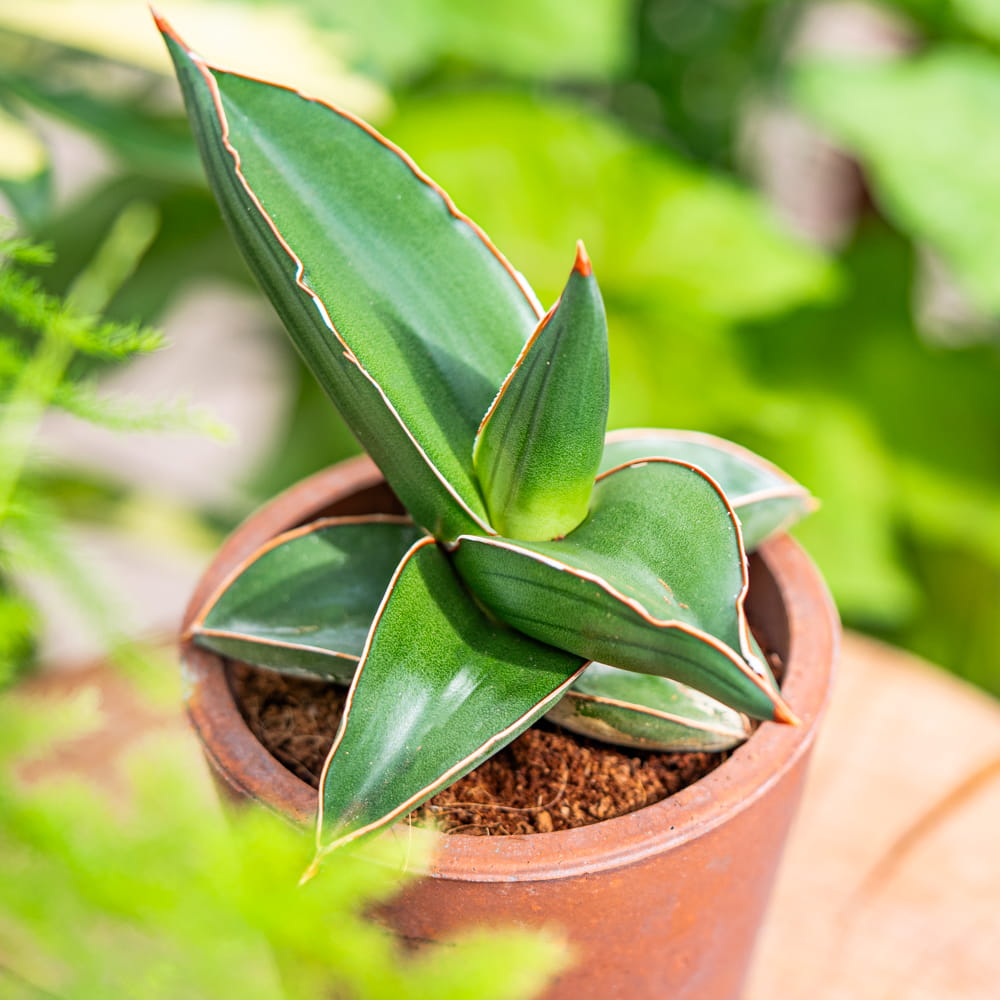Сансевиерия Эренберга Самурай (Sansevieria Ehrenbergii Samurai) D6см