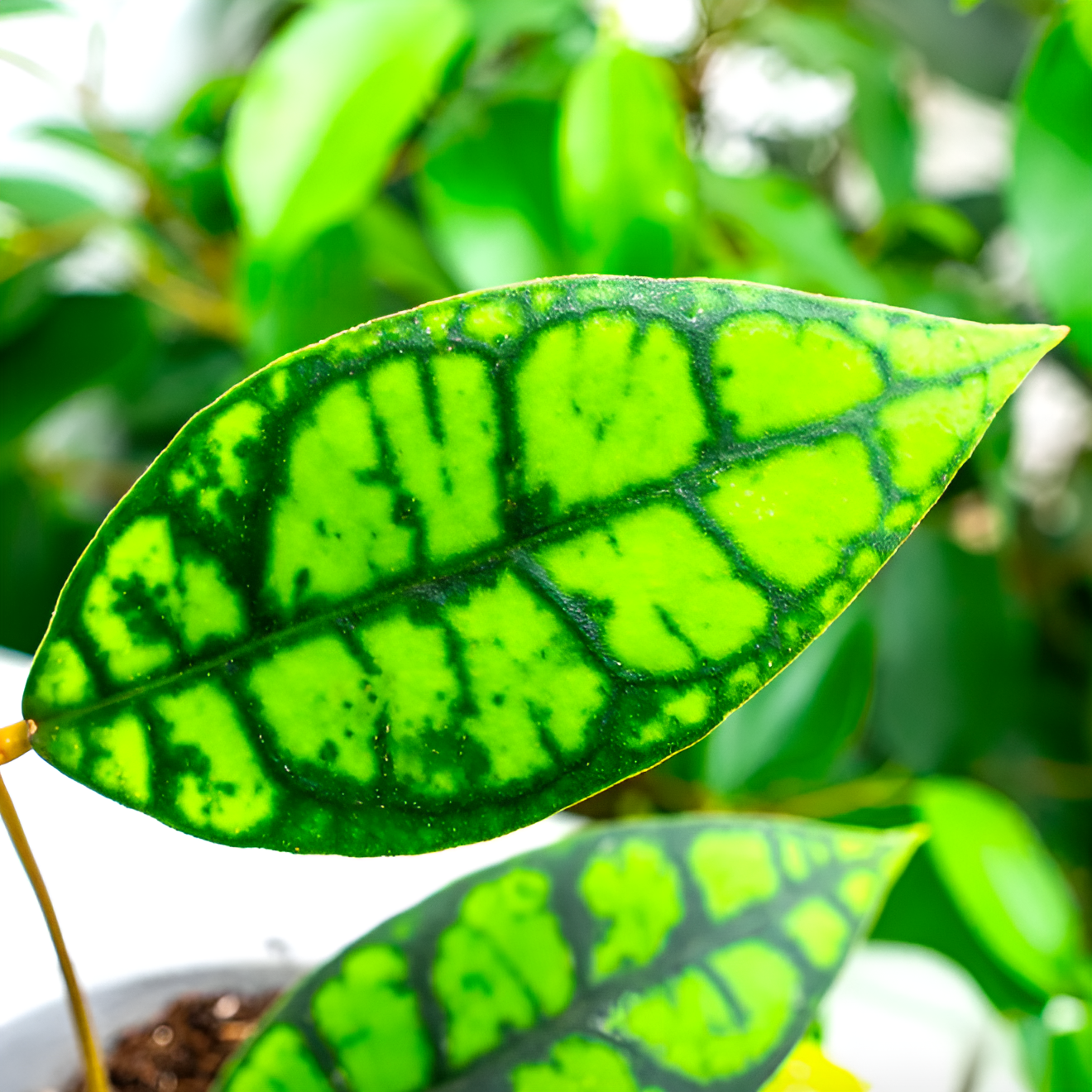 Хойя Блэк Кэт (Hoya Callistophylla Black Cat) D10см