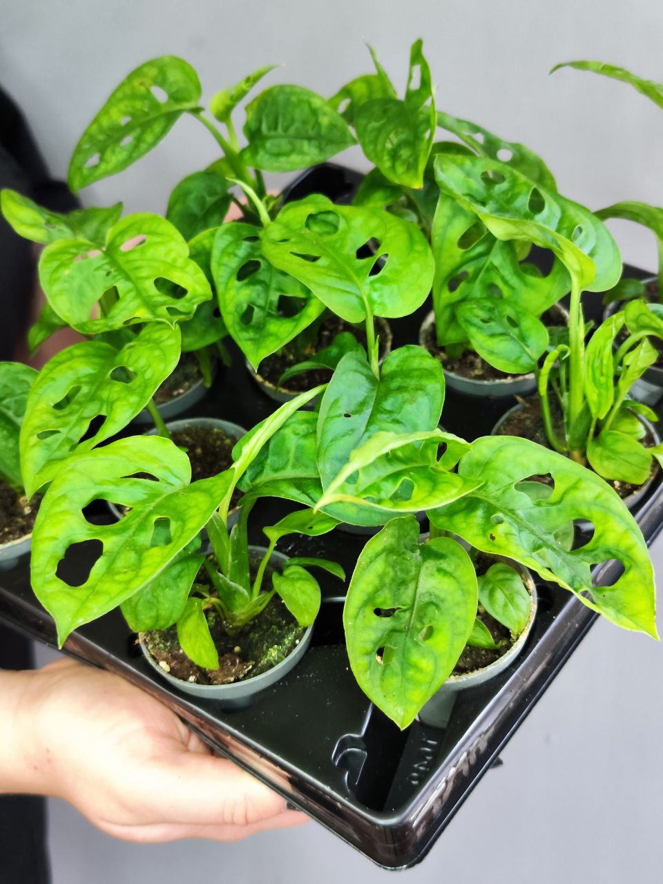 Монстера Адансона (Monstera Adansonii) D6см