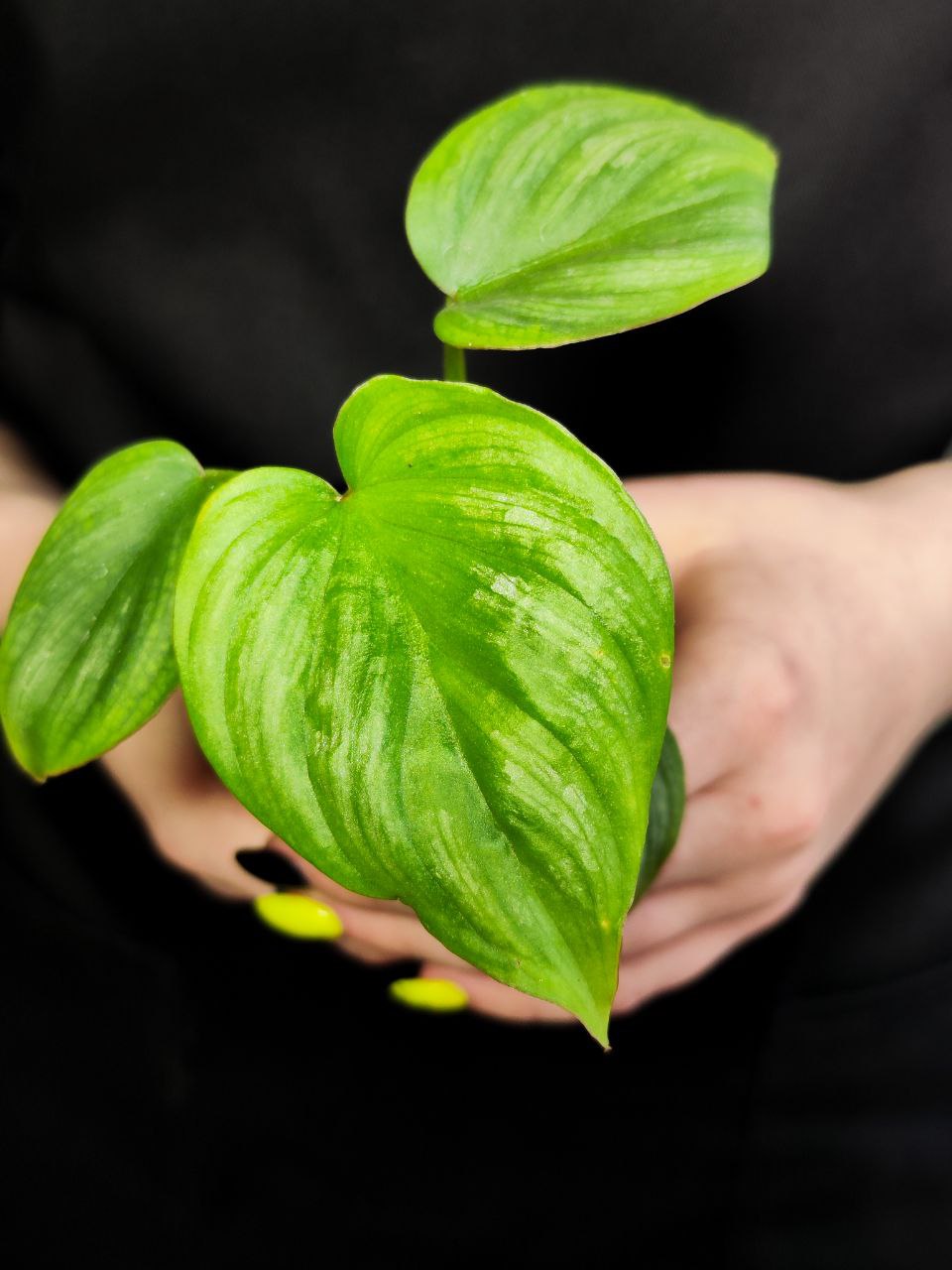 Филодендрон Мамей (Philodendron Mamei) D6см