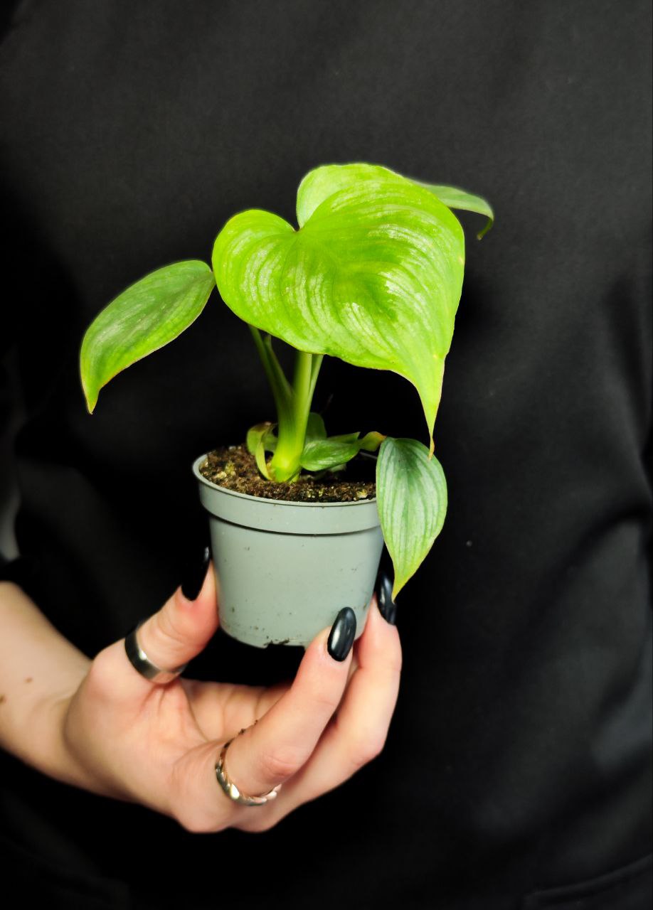 Филодендрон Мамей (Philodendron Mamei) D6см