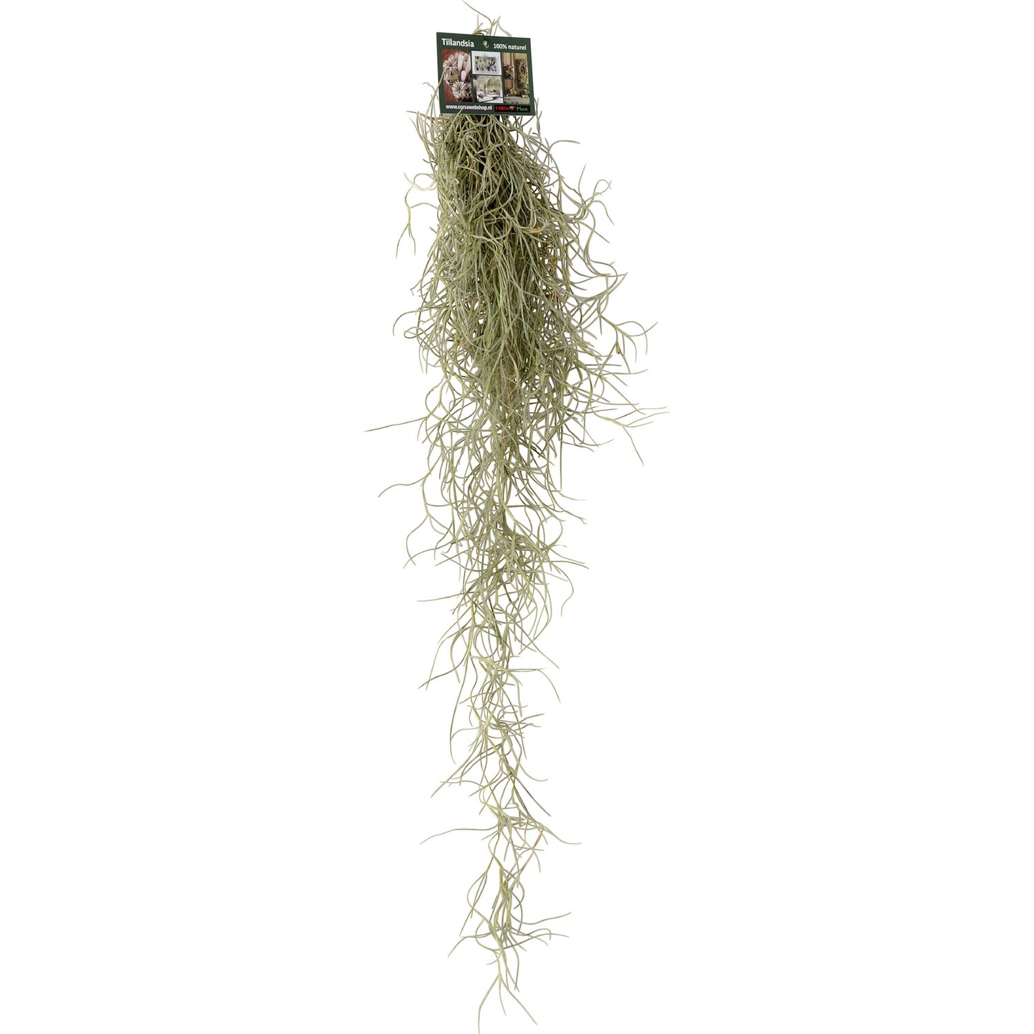 Тилландсия Уснеевидная (Tillandsia Usneoides)