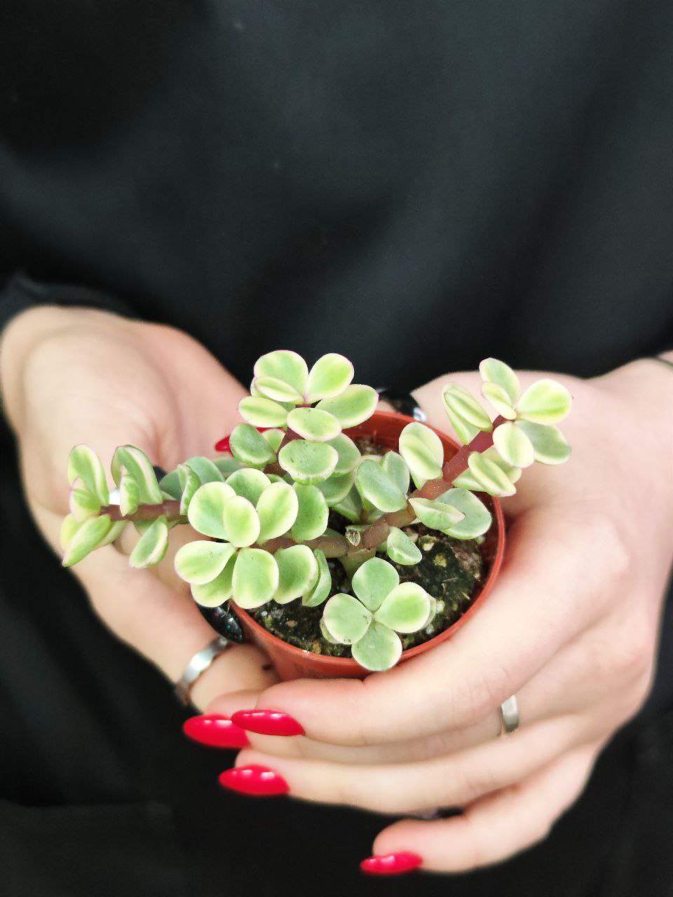 Портулакария Афра Вариегата (Portulacaria Afra Varigata) D5см