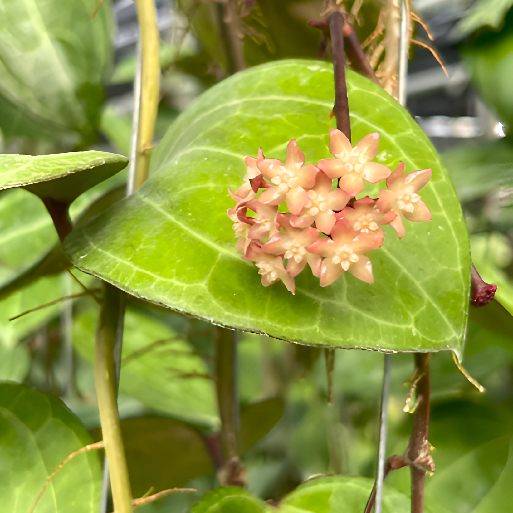 Хойя Саравак Крем (Hoya Sarawak Cream) D10см