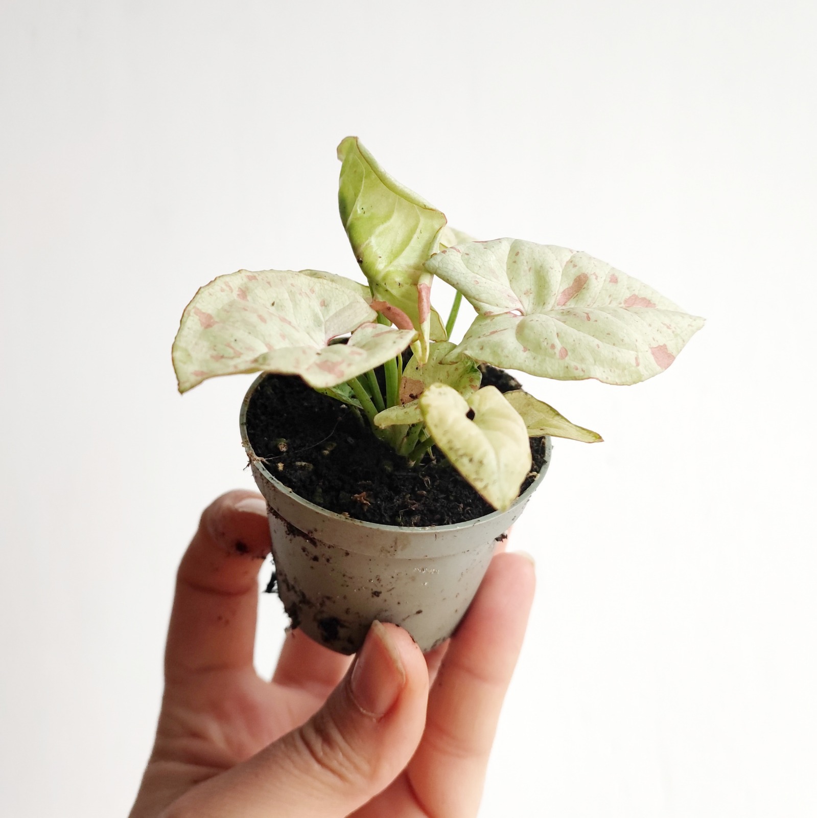 Сингониум Конфетти Милк (Syngonium Milk Konfetti) D6см