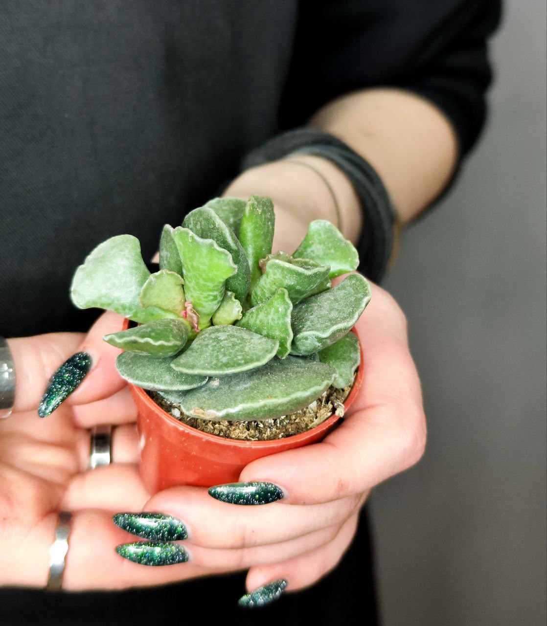 Адромискус Купера (Adromischus Cooperii) D5см